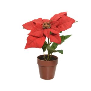 Poinsettia 20 cm